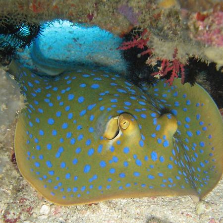 Gili Pirates Dive & Bnb Gili Trawangan Exteriér fotografie