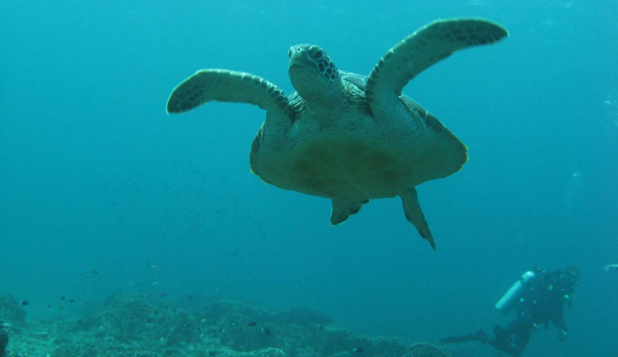 Gili Pirates Dive & Bnb Gili Trawangan Exteriér fotografie