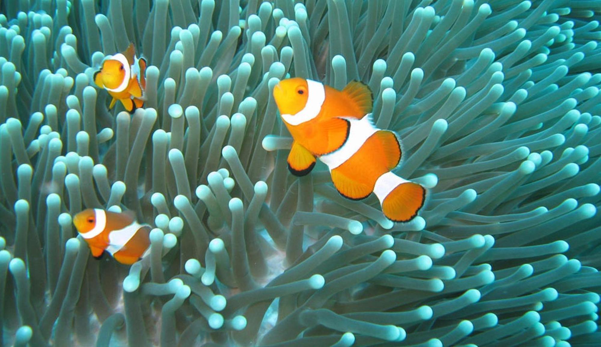 Gili Pirates Dive & Bnb Gili Trawangan Exteriér fotografie